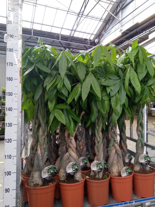 <h4>Pachira aquatica</h4>