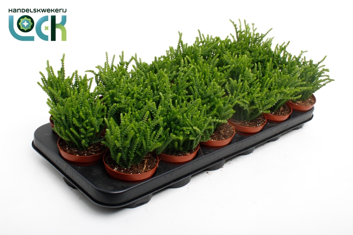 <h4>Crassula Licopodioides</h4>