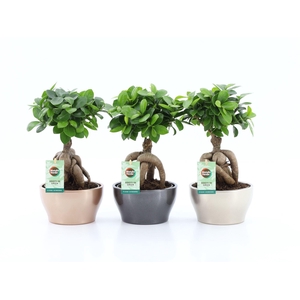 Ficus micr. Ginseng in Shiney