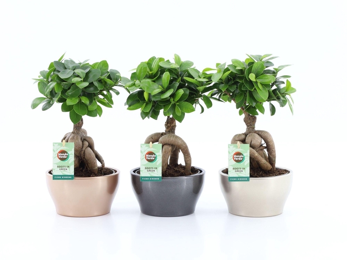 <h4>Ficus micr. Ginseng in Shiney</h4>