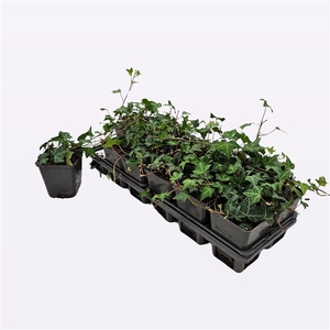 Hedera Helix