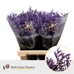 Limonium Metallic Milka