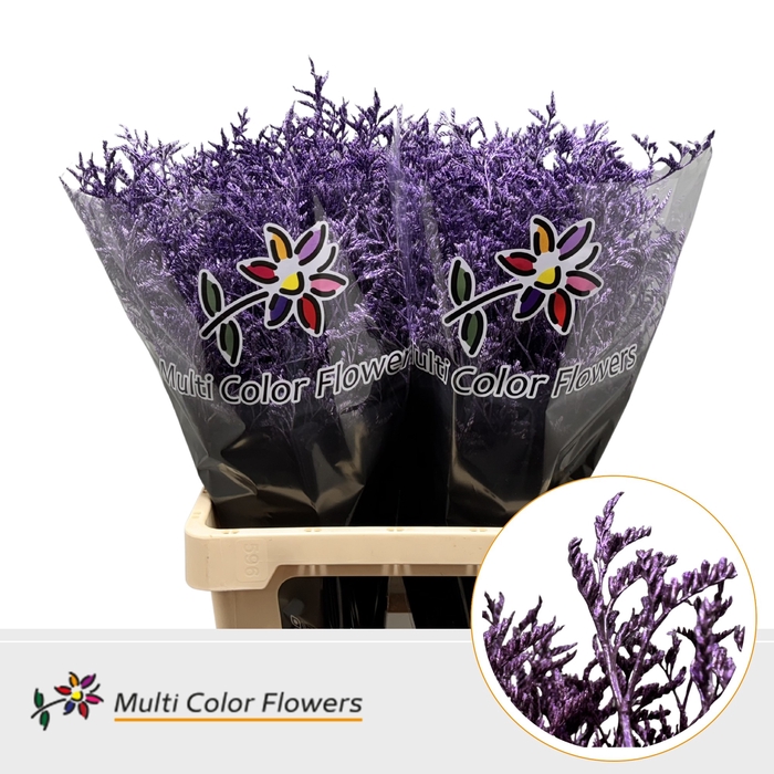 <h4>Limonium Metallic Milka</h4>