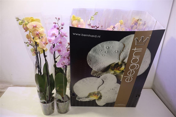 <h4>arr8 Phal Gem 7 Kl</h4>