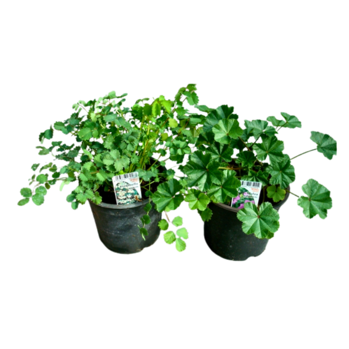 <h4>TUINKRUIDEN GEM</h4>