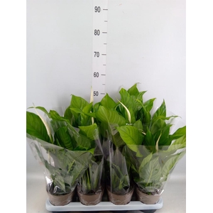 Spathiphyllum 'Sweet Silvio'