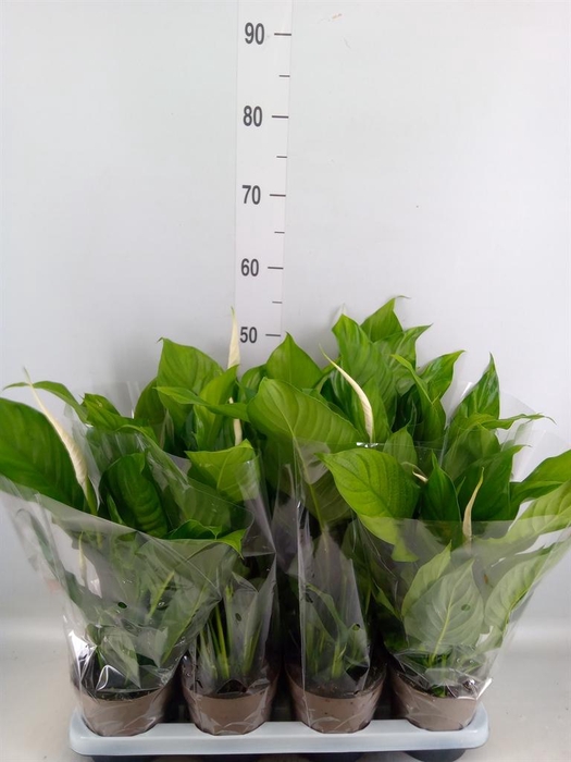 <h4>Spathiphyllum  'Sweet Silvio'</h4>