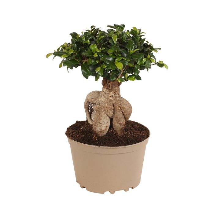 <h4>Ficus m. Ginseng pot ø20cm Carbon Free pot</h4>