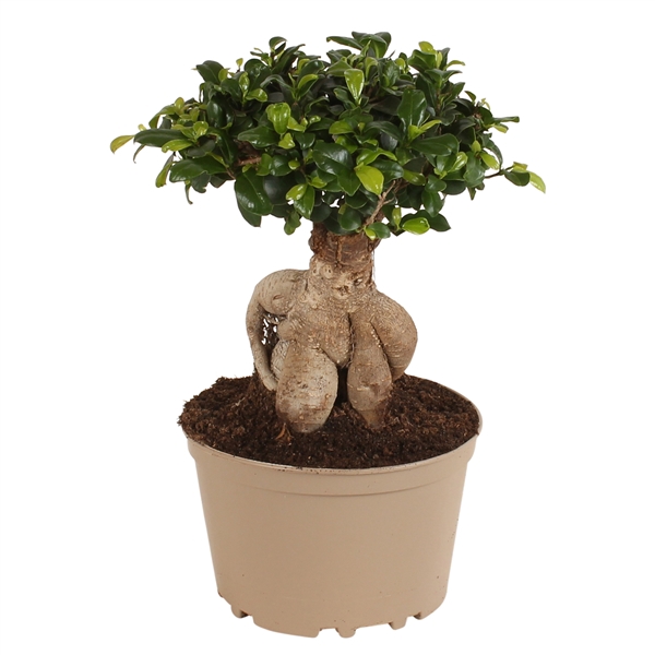 Ficus m. Ginseng pot ø20cm Carbon Free pot