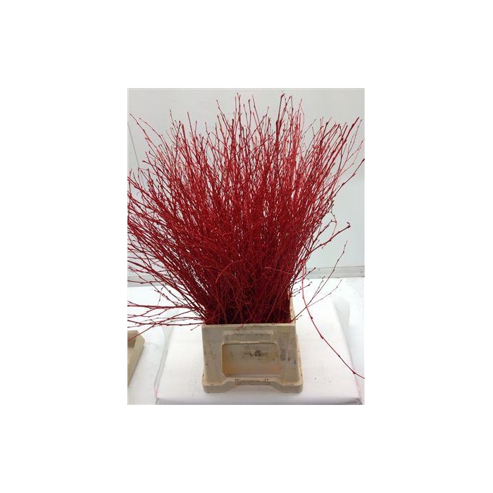 <h4>Berk Kort Rood</h4>