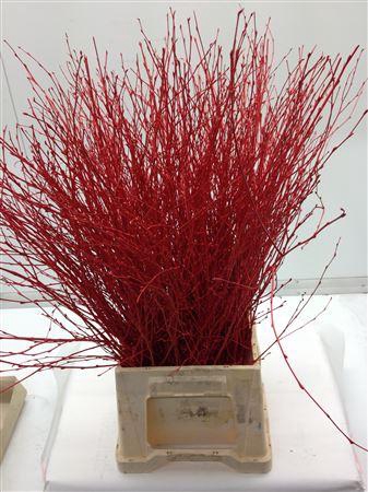 Berk Kort Rood