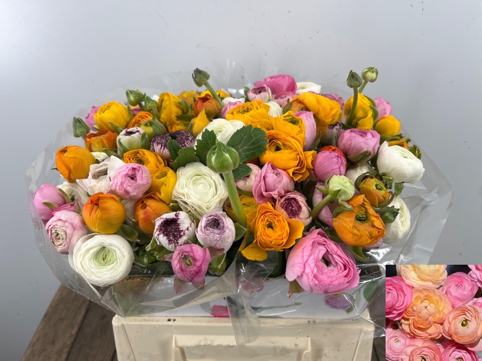 <h4>RAN GEM IN BOS</h4>