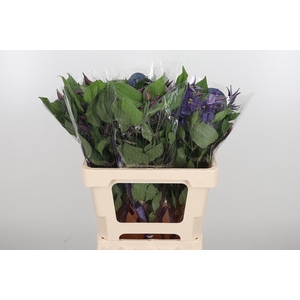 Clem Di Bl Pirouette
