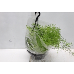 ASPARGO ALFINETE C21