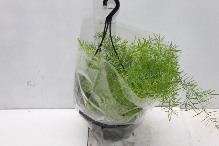 <h4>ASPARGO ALFINETE C21</h4>