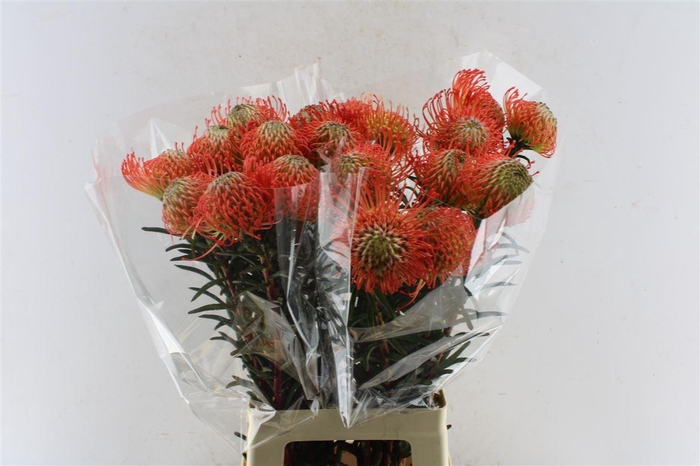 <h4>Leuco Co Succession</h4>