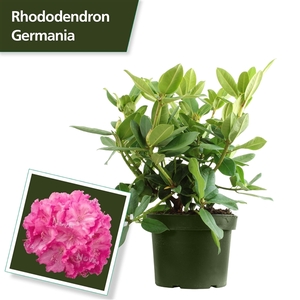 Rhodo. 'Germania' pink