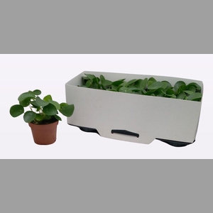 PILEA PEPEROMIOIDES