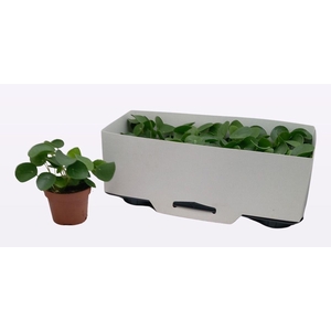 PILEA PEPEROMIOIDES
