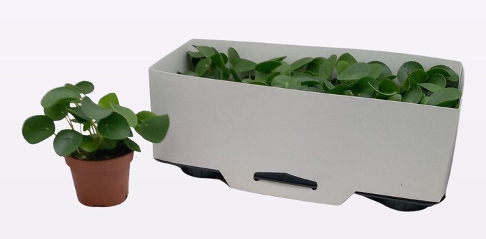 <h4>PILEA PEPEROMIOIDES</h4>