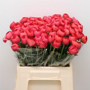 RAN SU SR FRAGOLINO SUPER