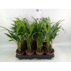 Dypsis lutescens   ...Chrysalidoca