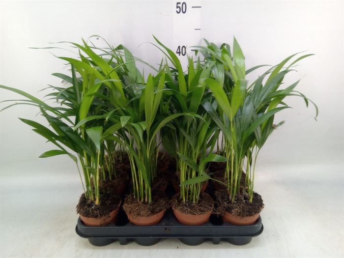 <h4>Dypsis lutescens   ...Chrysalidoca</h4>