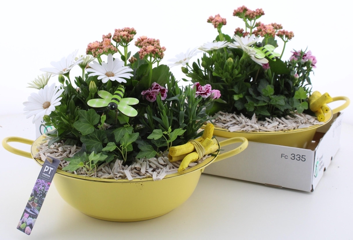 <h4>ARR TUINPLANTEN</h4>