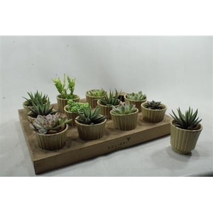 0991 SUCC Mix Ker