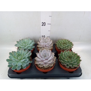 Echeveria   ...mix