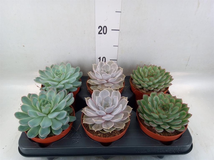 <h4>Echeveria ...mix</h4>