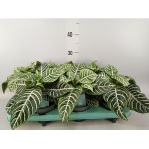 Aphelandra squar.