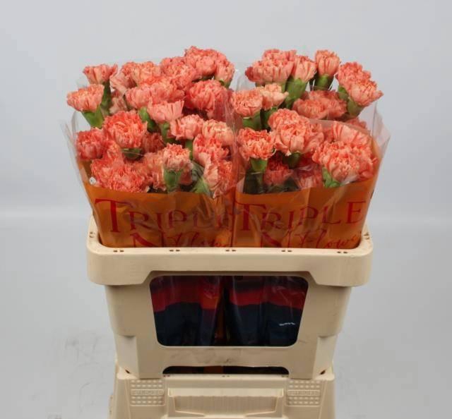 <h4>DI ST HERMES ORANGE</h4>