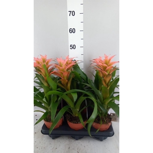 Guzmania  'Melissa'