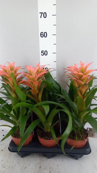 <h4>Guzmania 'Melissa'</h4>