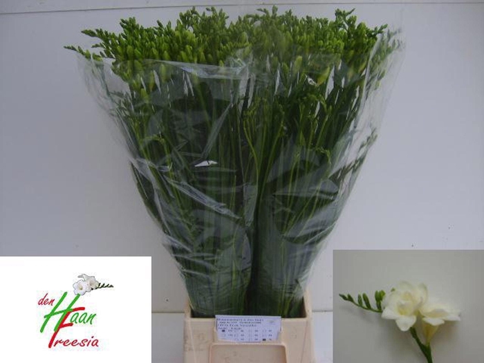 <h4>Freesia du Versailles</h4>