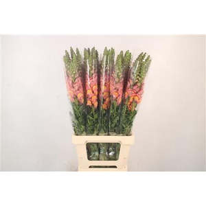 Antirrhinum It. Orange