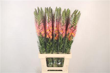 <h4>Antirrhinum It. Orange</h4>