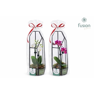 Metalen Geometrisch Lantaarn met Phalaenopsis in Klaphoes