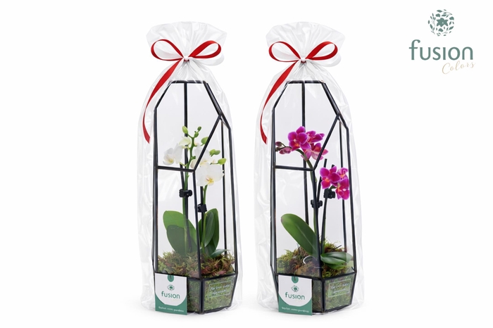 <h4>Metalen Geometrisch Lantaarn met Phalaenopsis in Klaphoes</h4>