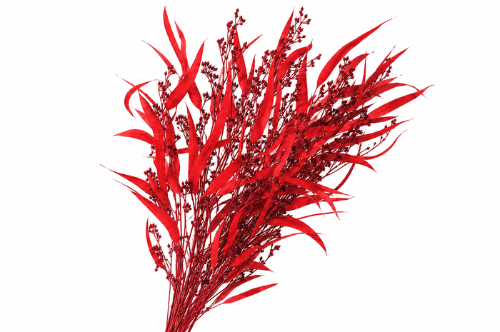 <h4>Dried Bleached Eucalyptus Exotica Wine Red</h4>