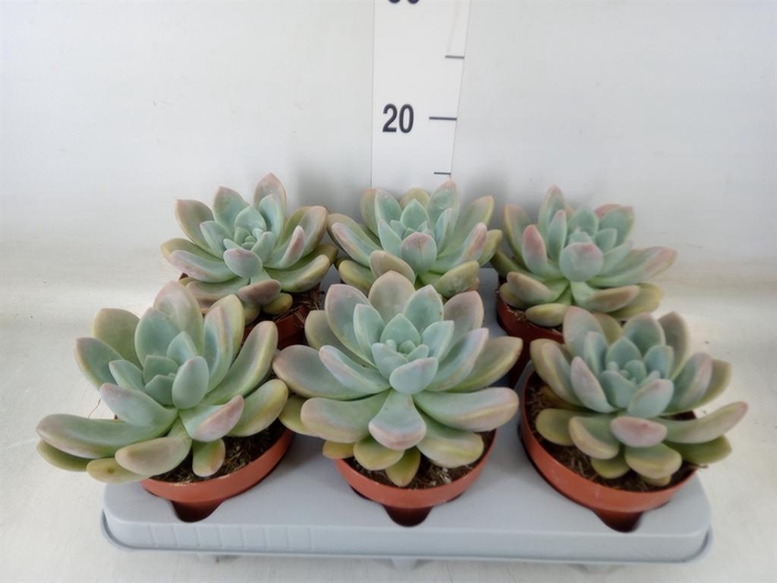 <h4>Succulents ...</h4>