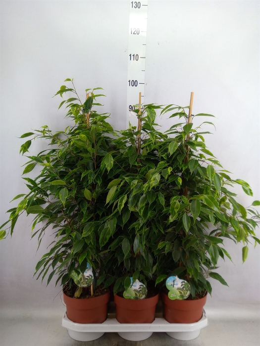 Ficus benja. 'Anastasia'