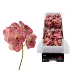 Vanda Leopard Coral