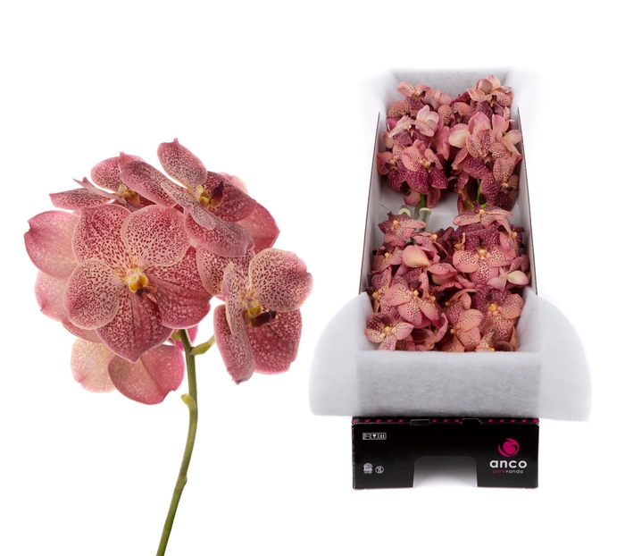 <h4>Vanda Leopard Coral</h4>