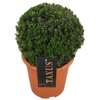 Taxus media Groenland