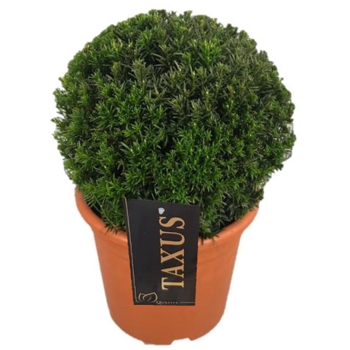 Taxus media Groenland