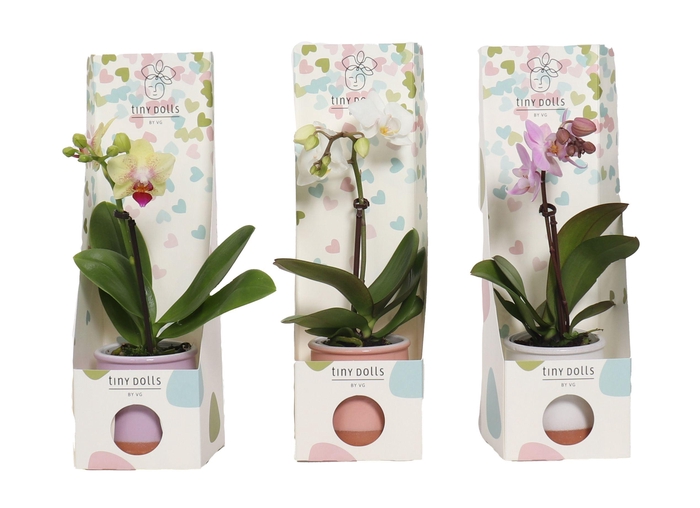 <h4>Valencia Mix Tiny Dolls Mix 1T7+ aqu@ in Tiny Box Hartjes</h4>