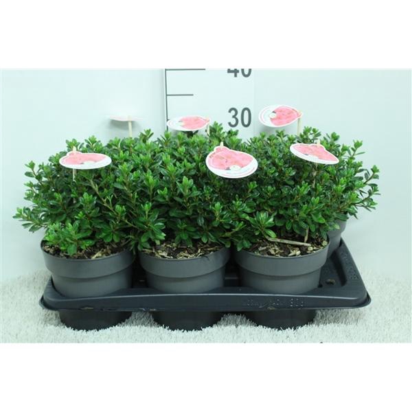 <h4>Rhododendron 'Anouk' P17 H30 potgekweekt</h4>