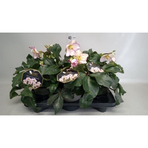 Helleborus  'Ice N Roses Picotee'